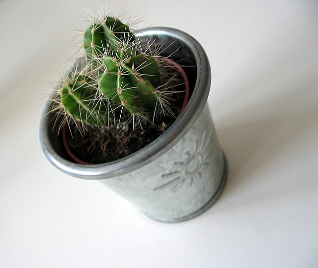 a potted cactus is sitting on a table