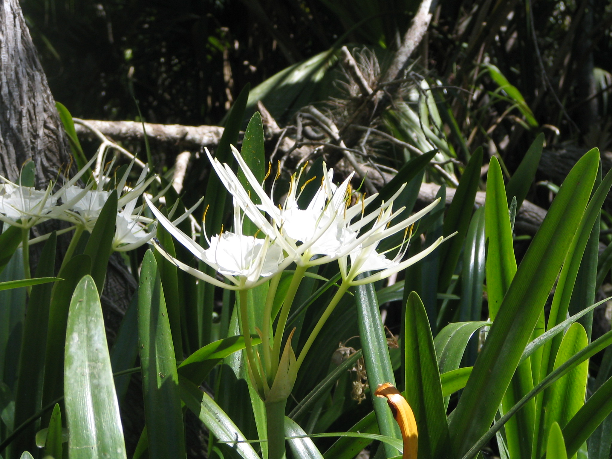 white flowers near many green plants on a sunny day