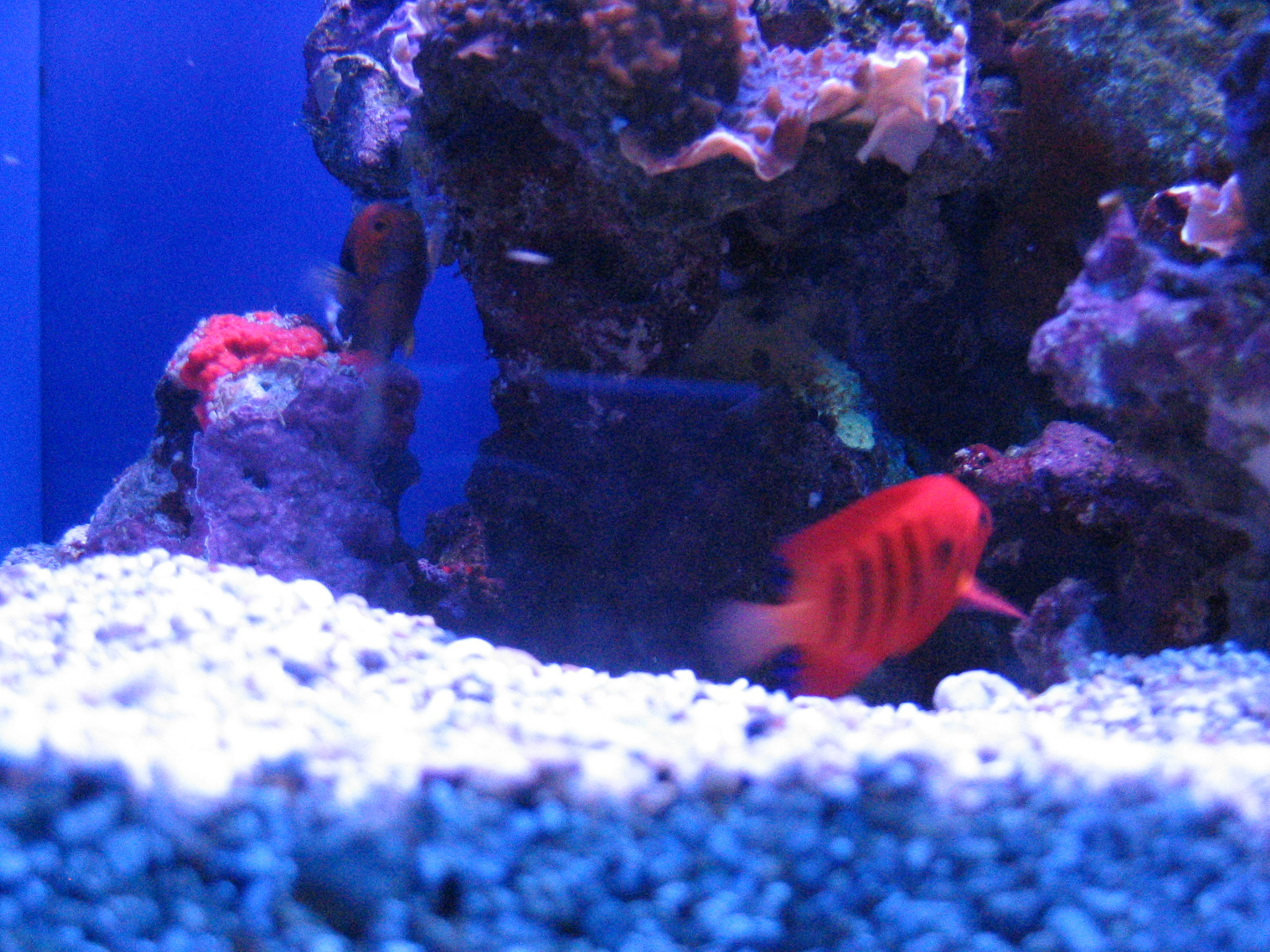 a close up of a fish on a tank in a coral reef