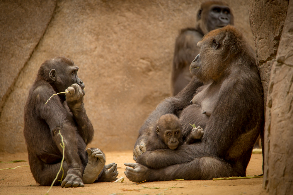 three young monkeys are shown with their mom