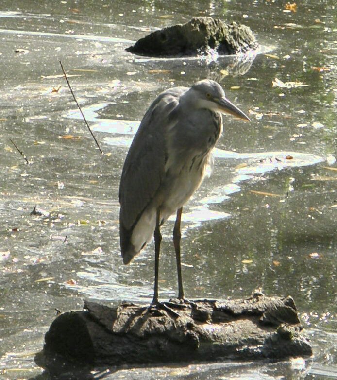 a large bird standing on a rock in the water