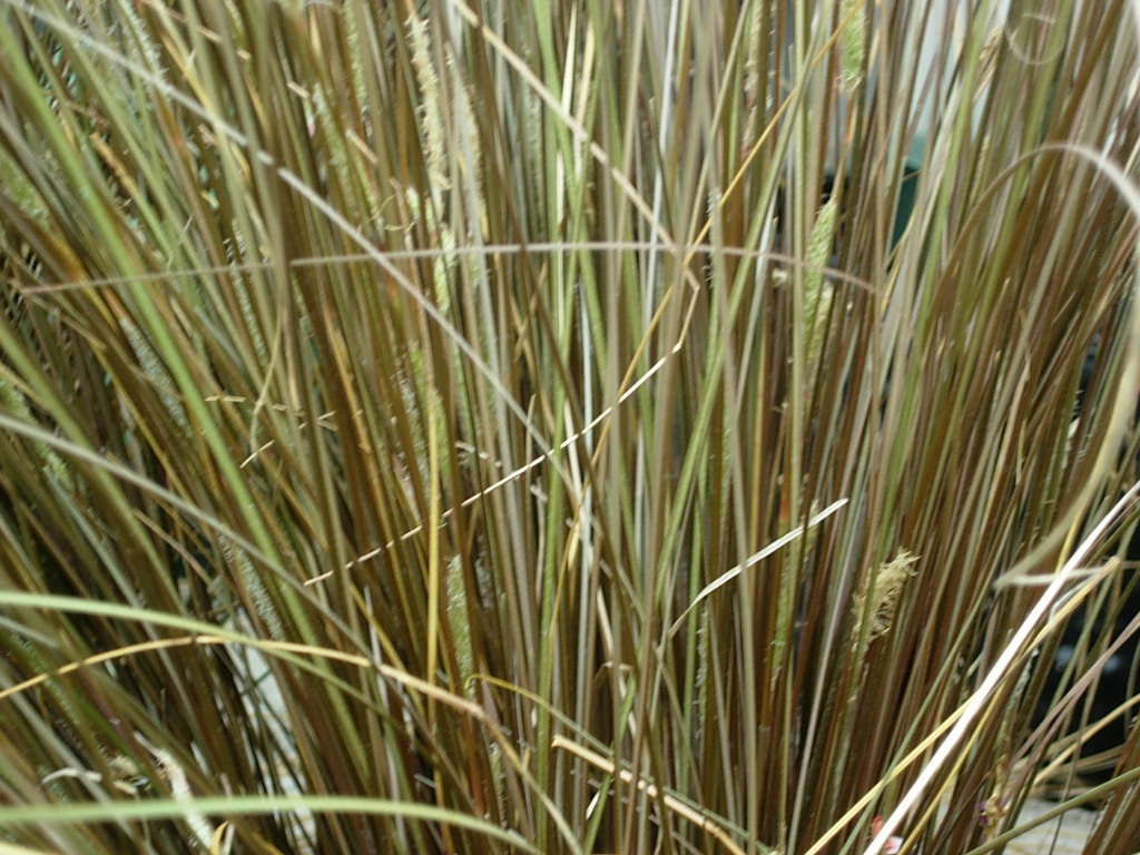 close up of grasses with brown grass on the ground