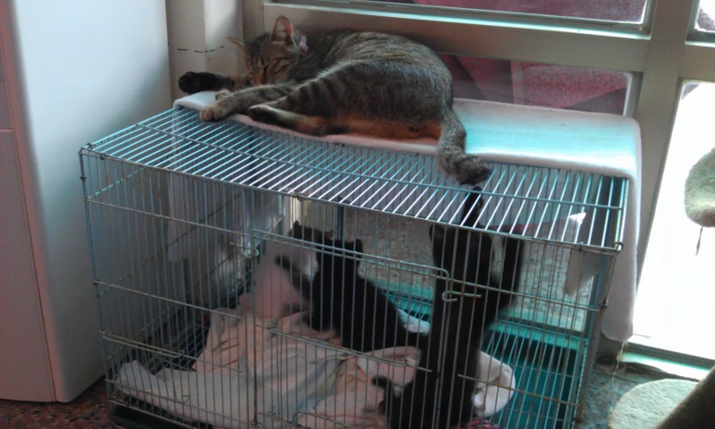 cat on top of other cats sitting inside a cage