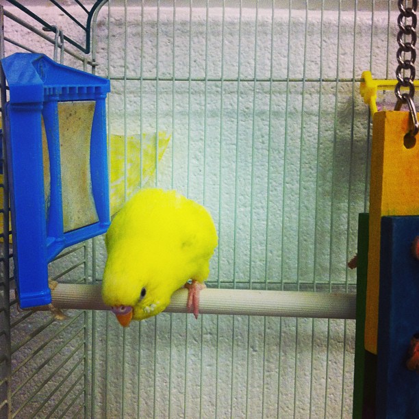 a yellow bird with white markings sitting on a perch