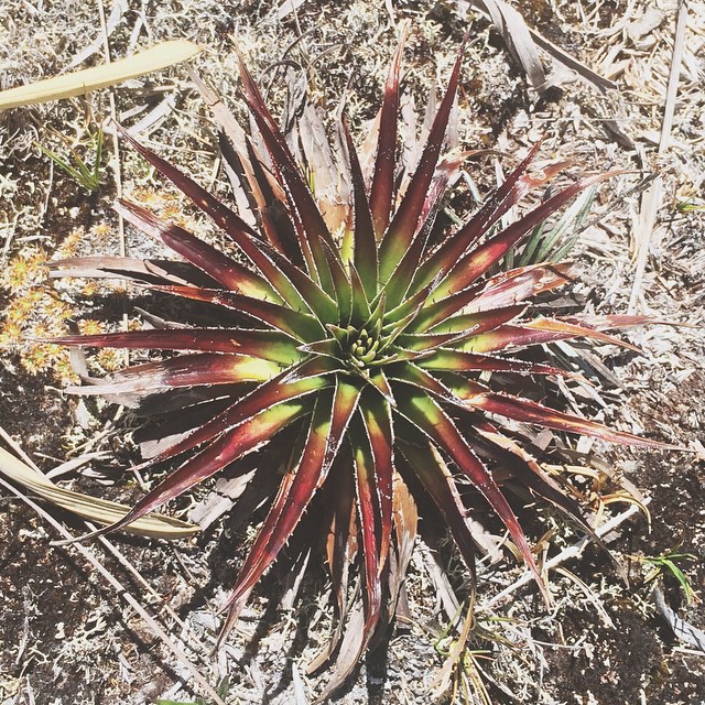 a red and green flower sitting on the ground