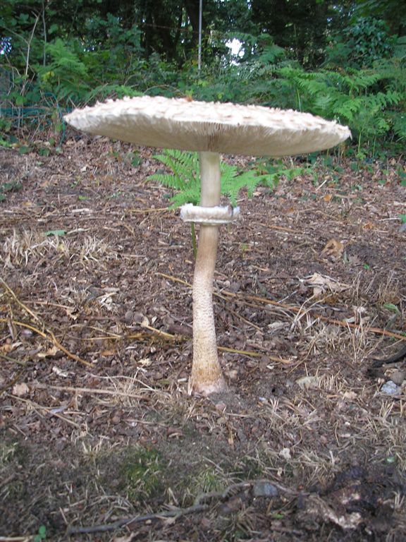 an empty bird bath stands on the ground near bushes