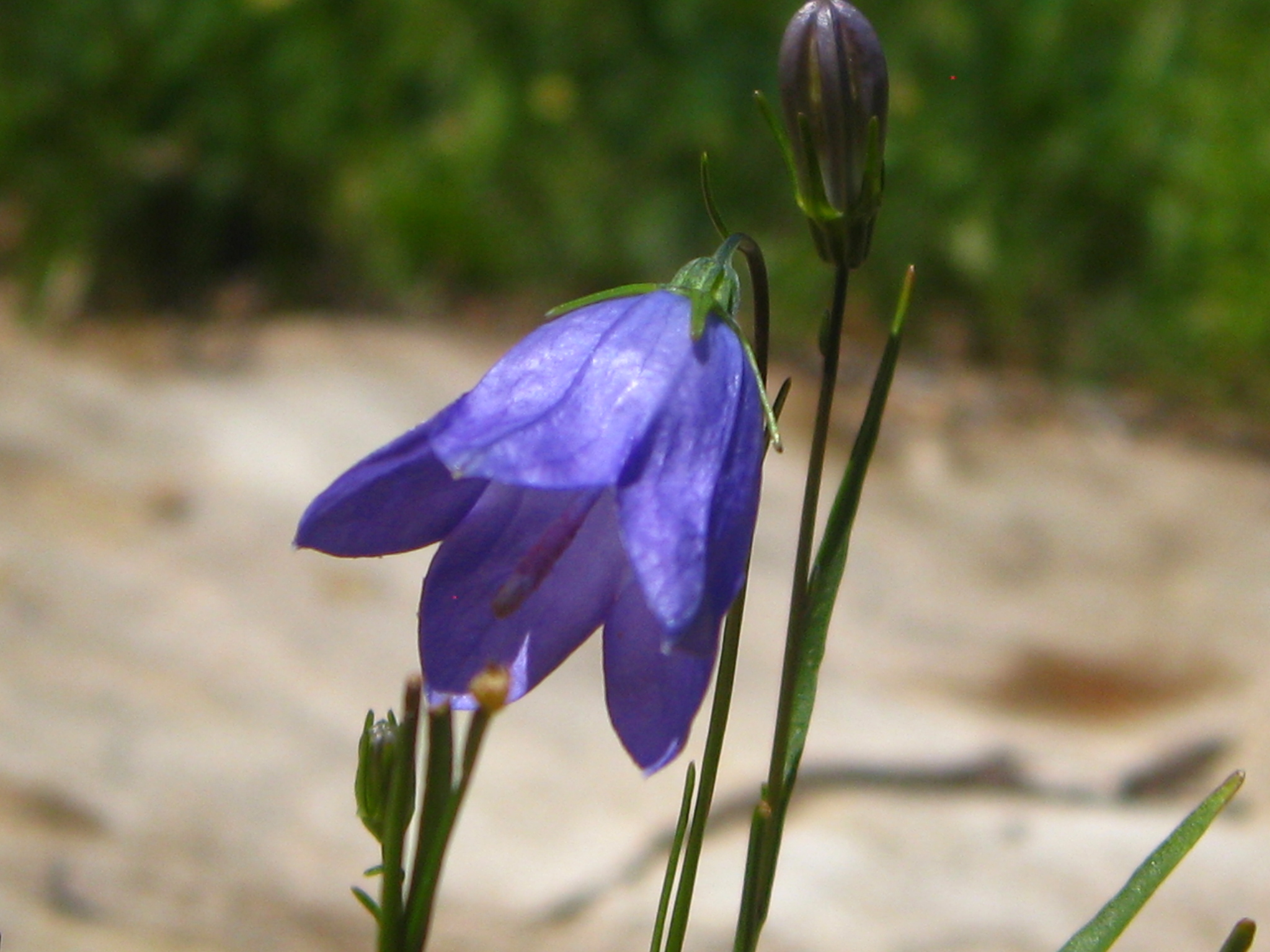 a close - up of a purple flower and green leaves