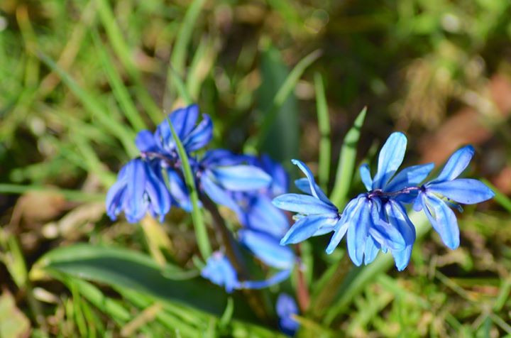 two blue flowers are growing from the grass