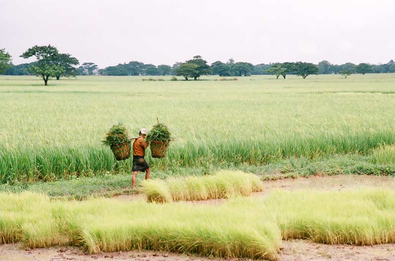 a man carrying two bundles of grass on a wheat field