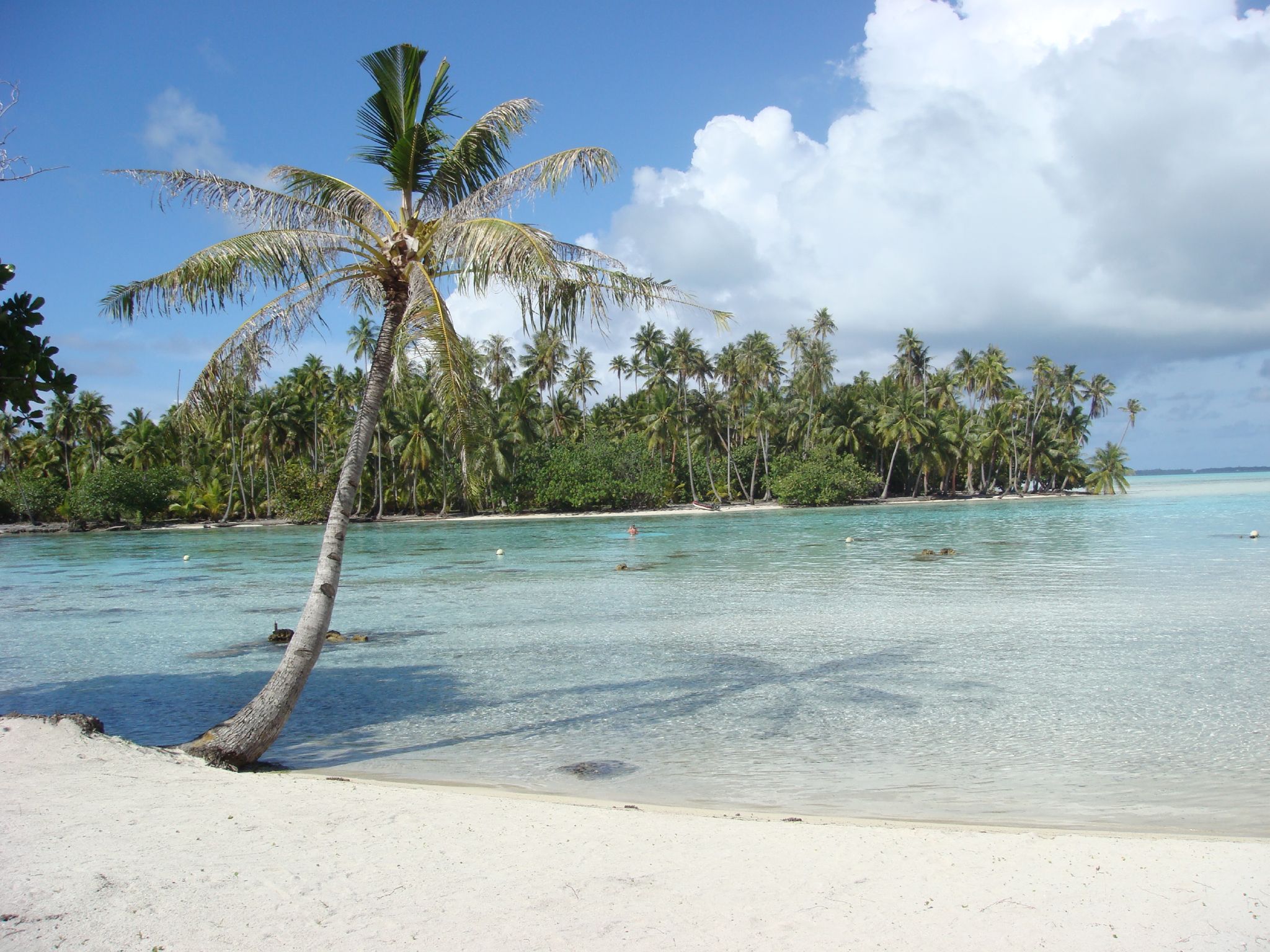 a tropical beach with palm trees and swimmers