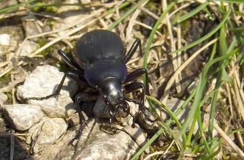 a black bug crawling on top of a rock