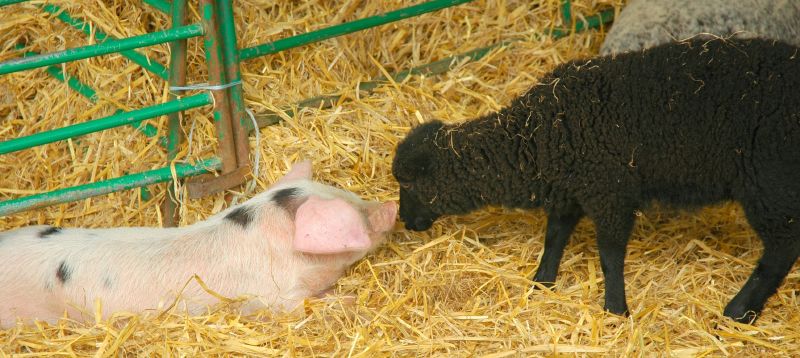 an adult sheep stands by a small pig