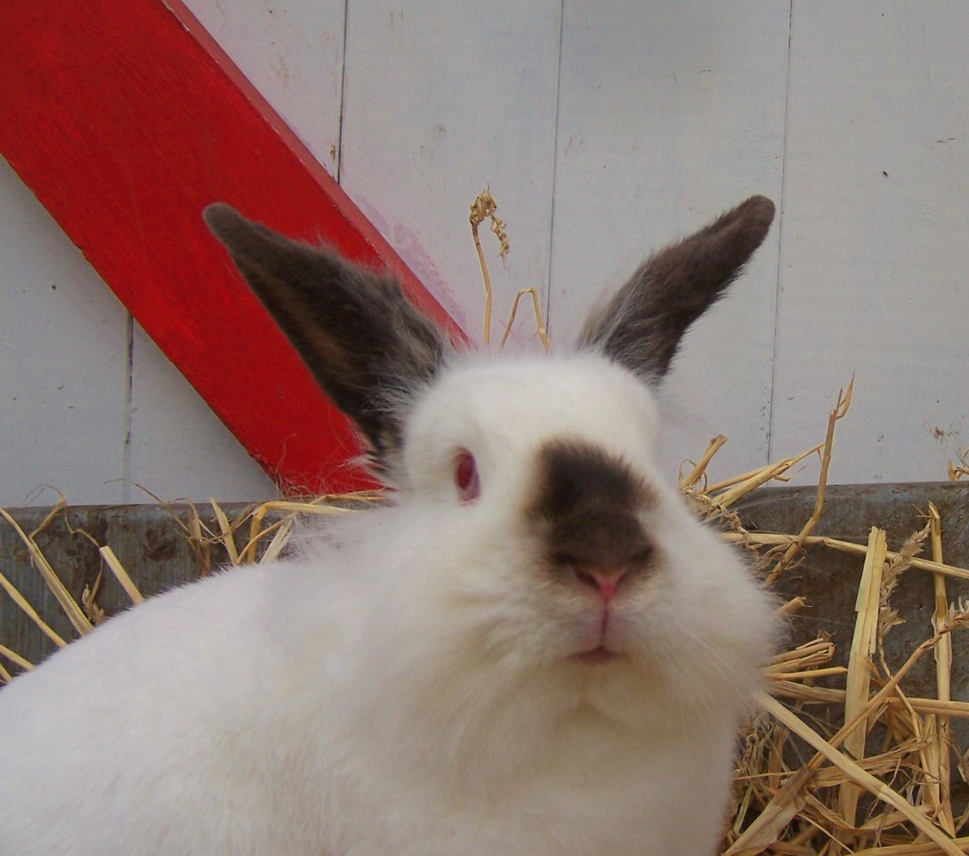 a white rabbit sitting in hay with a red and white stripe