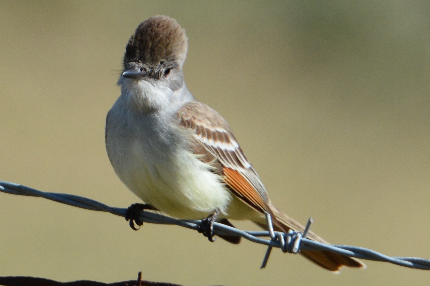 there is a small bird sitting on the wire