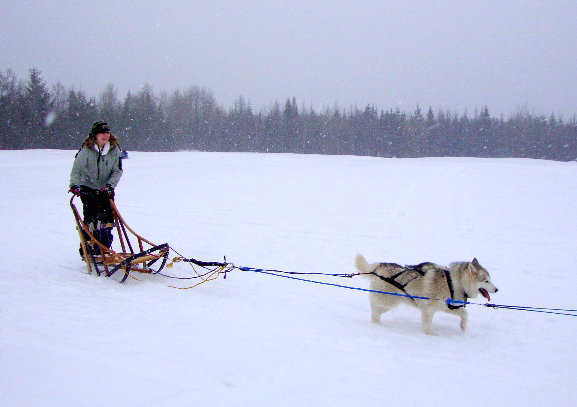 there is a woman riding in a sled with two dogs