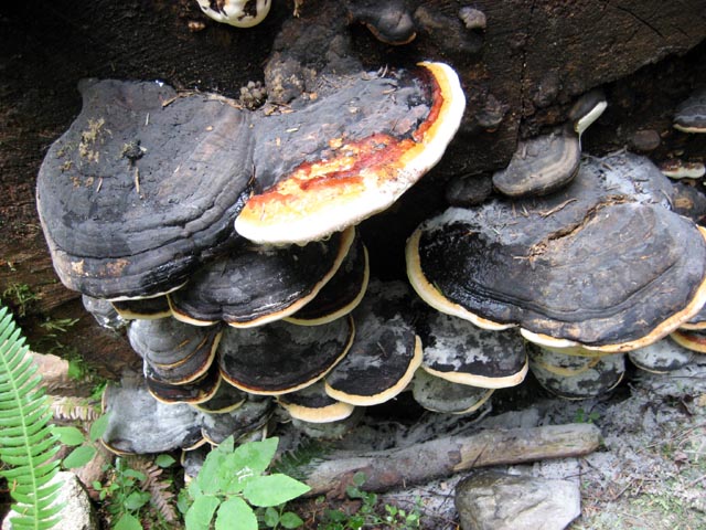 a large cluster of mushrooms growing out of a fallen tree