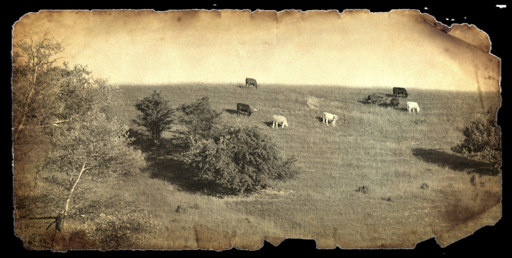 a herd of cattle on a field with trees in the background