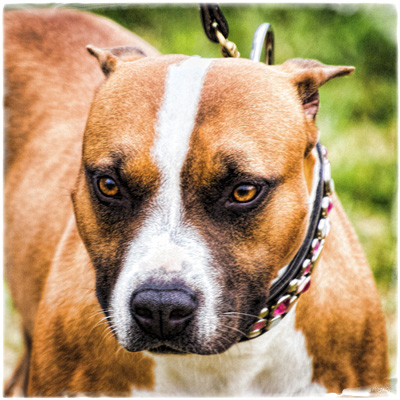 a dog wearing a collar standing next to green grass