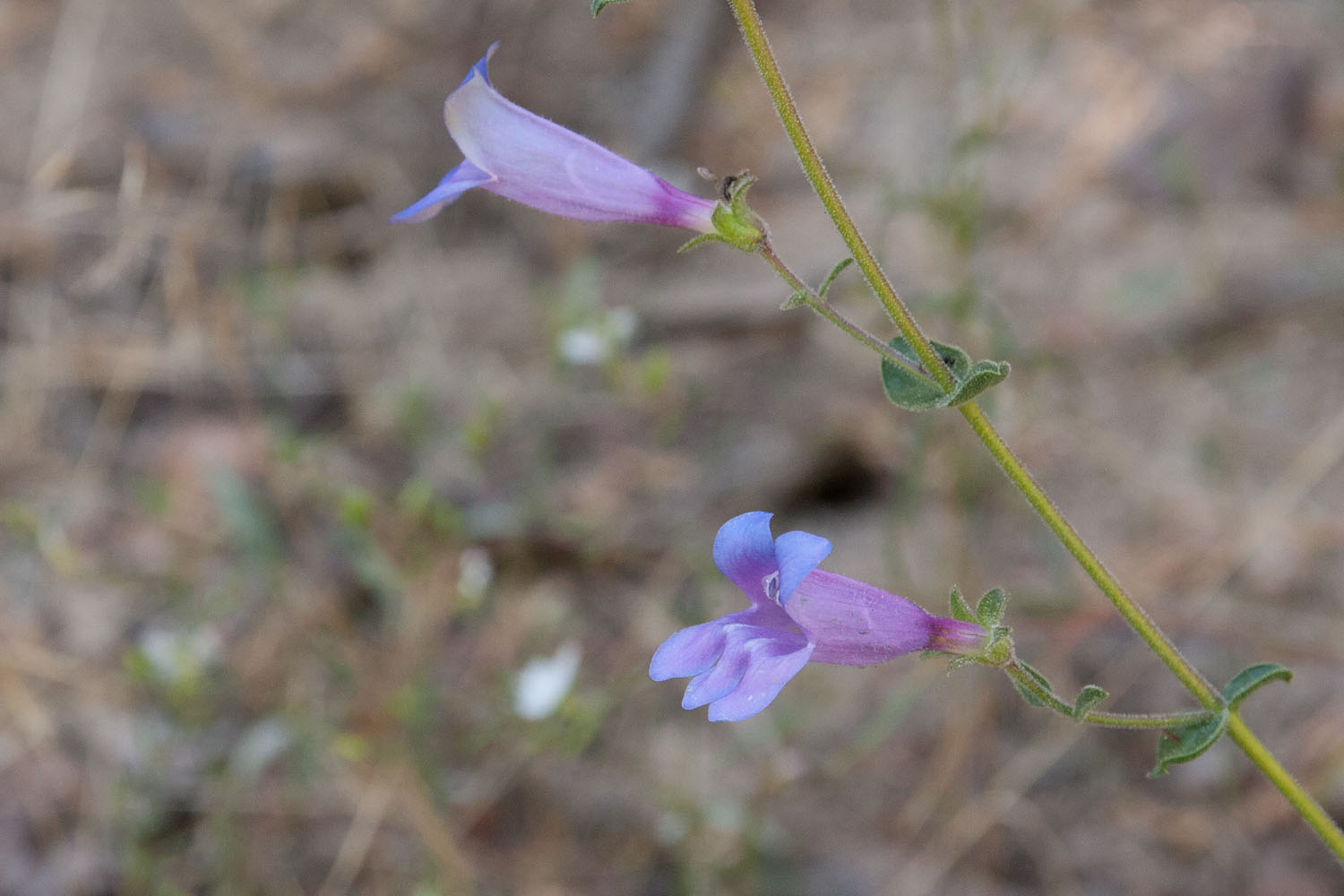 purple flower that is growing on a stem