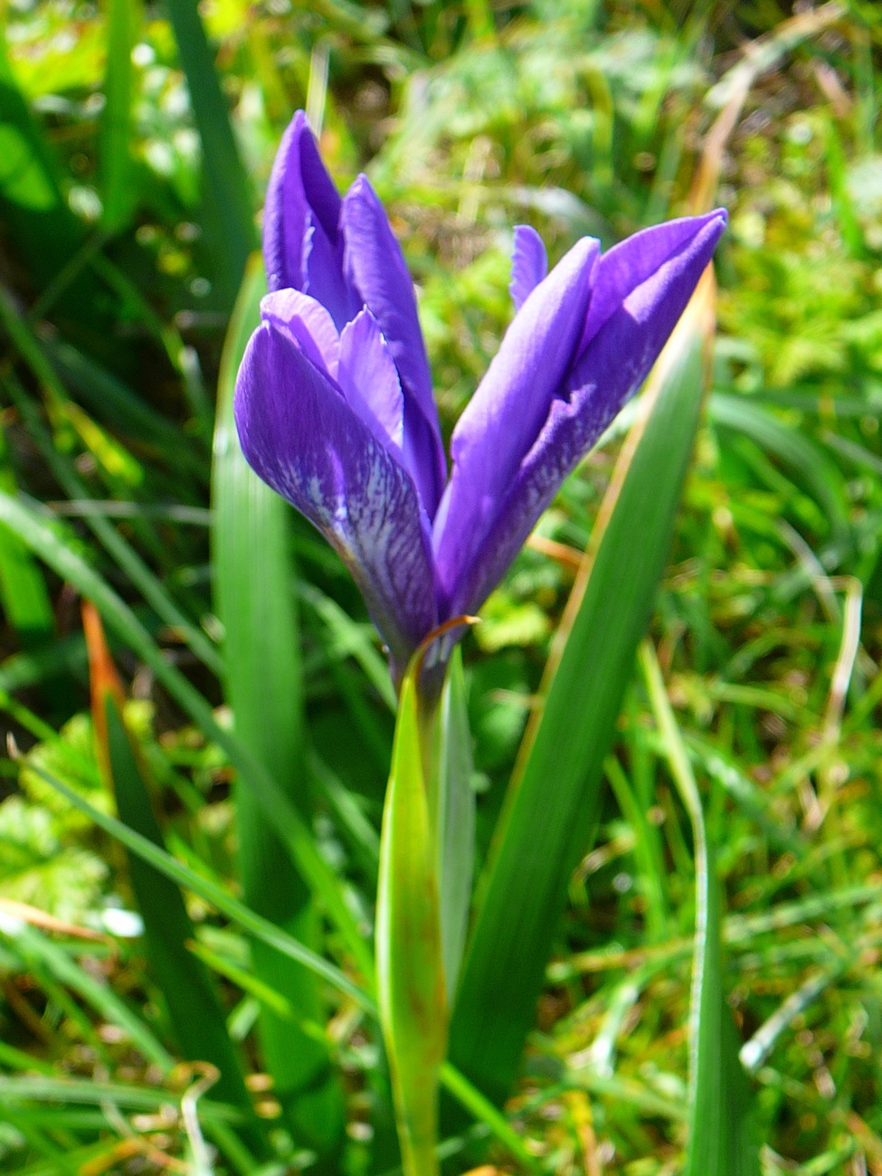 closeup of a purple flower in the grass