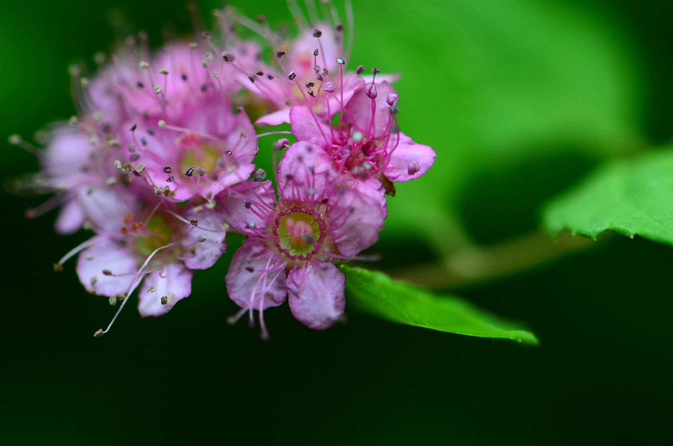 the pink flower is on top of a green plant