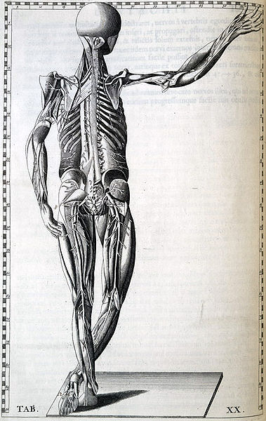this is a medical illustration of the muscular and back