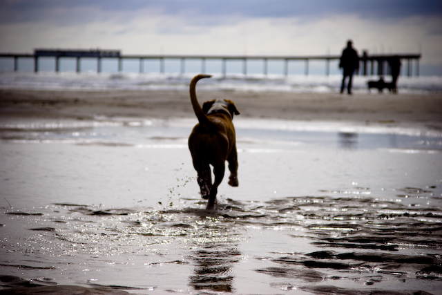 a dog running on the sand on the beach