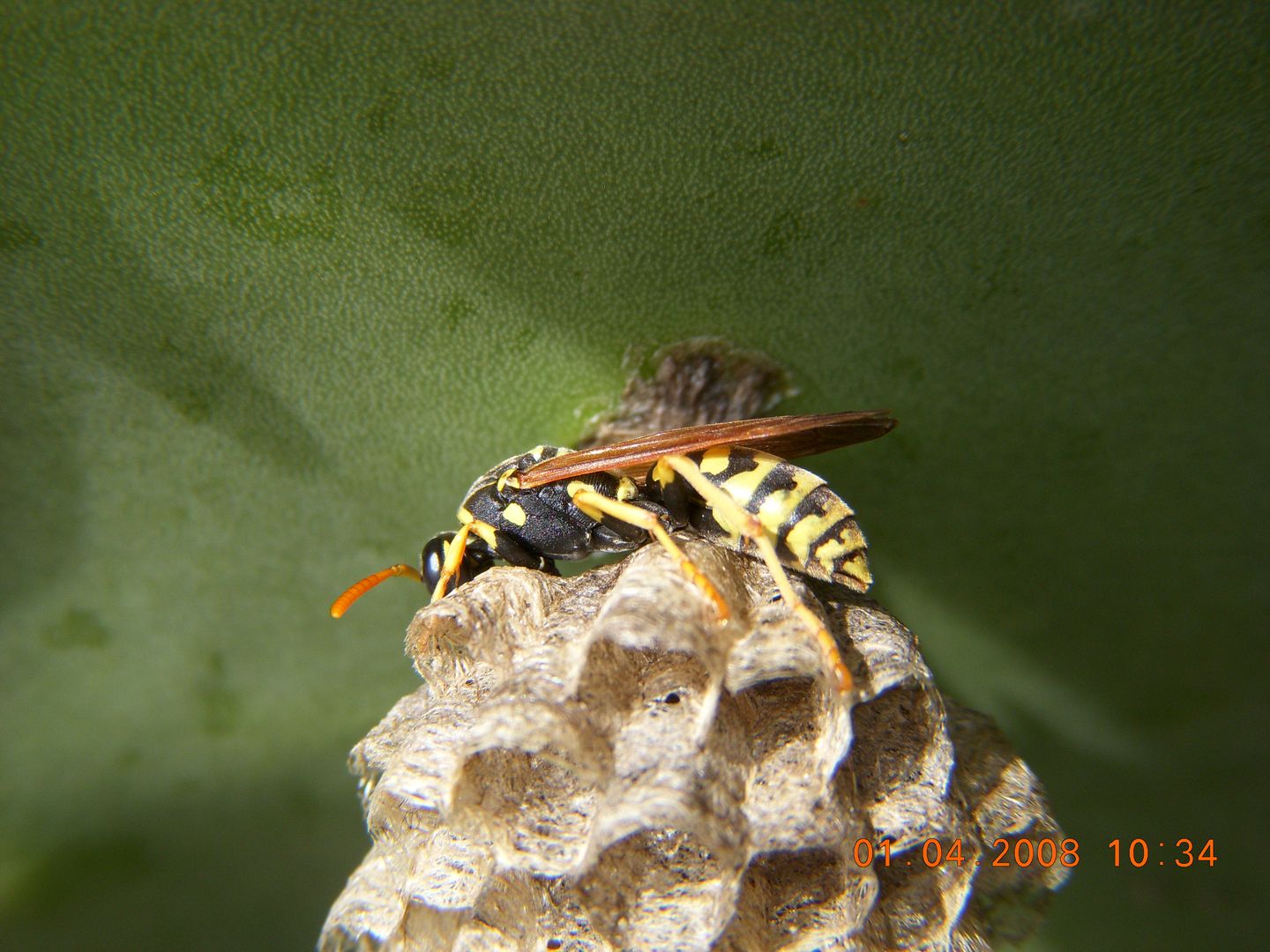 a large yellow and black insect sitting on a rock