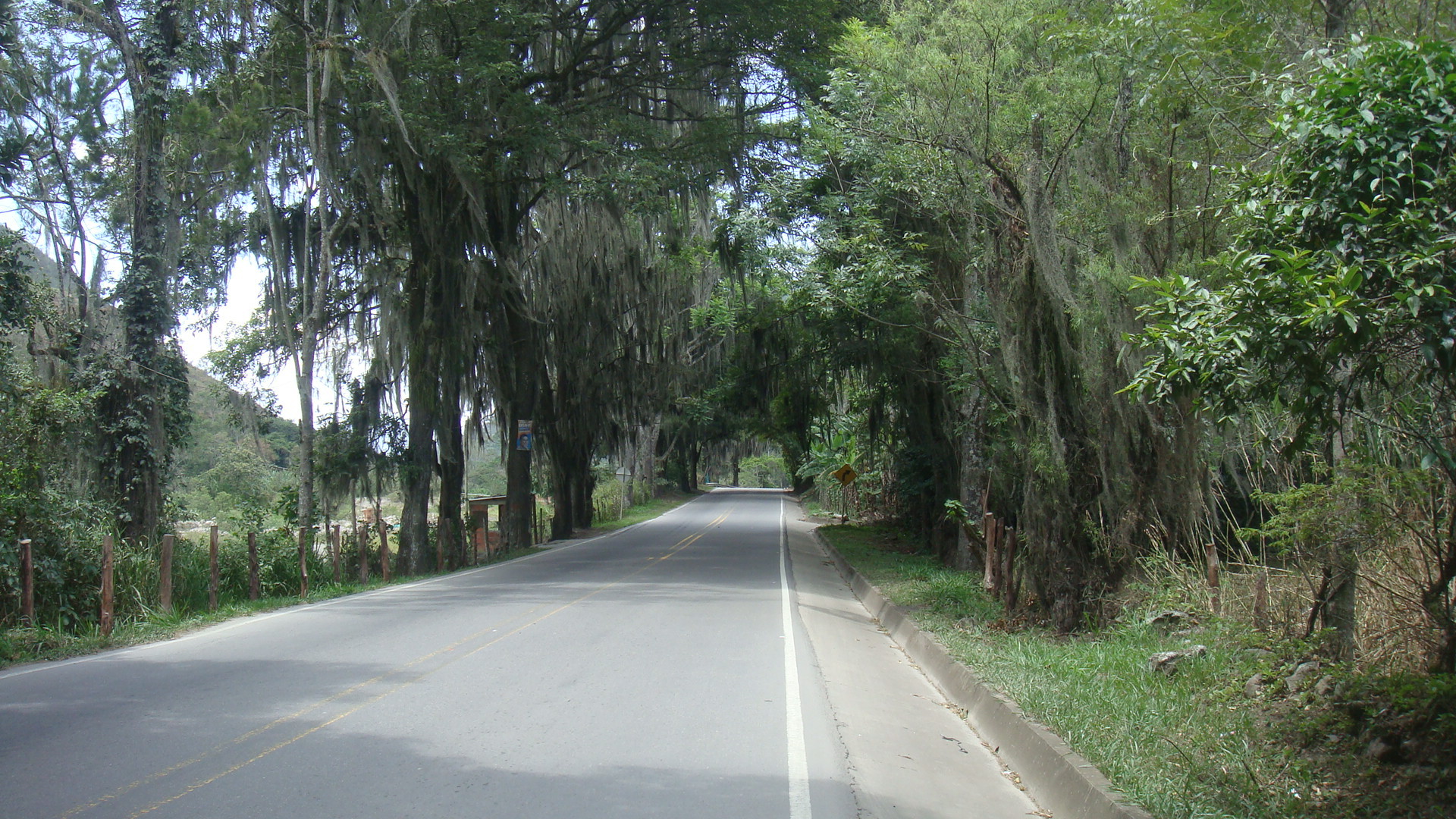 a road is lined with green trees on both sides