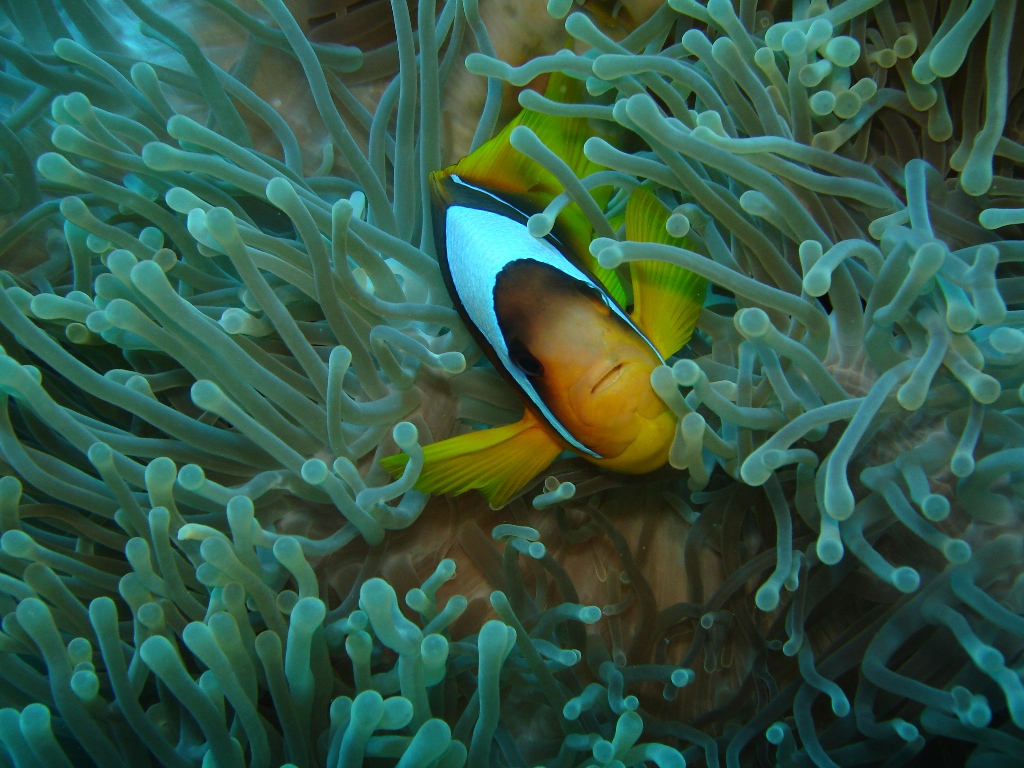 anemone clownfish with blue stripes swims among the sea anemones