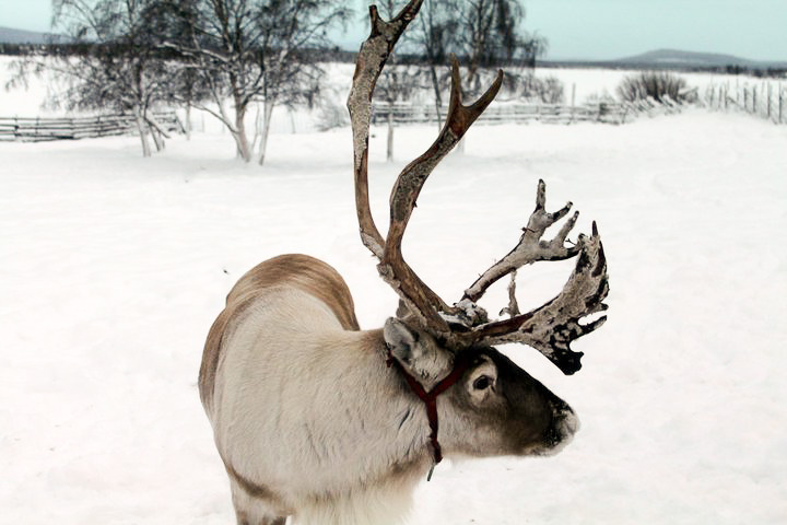 a small reindeer stands in the snow near the woods