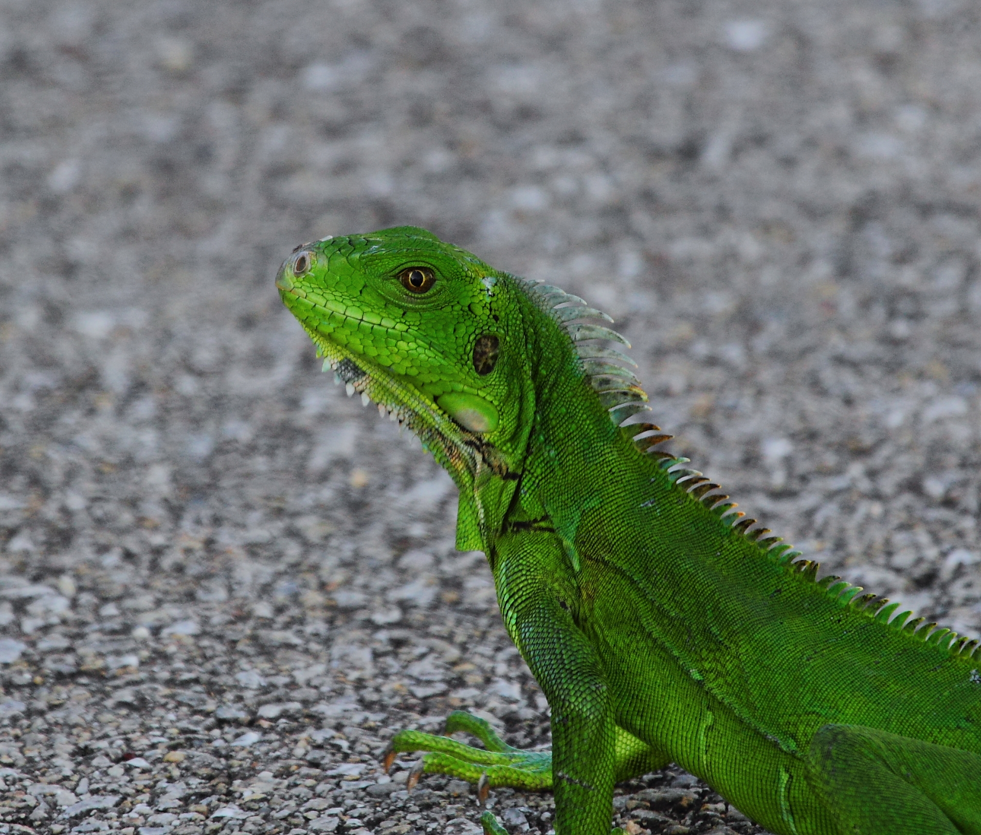 a green lizard is laying on a pavement