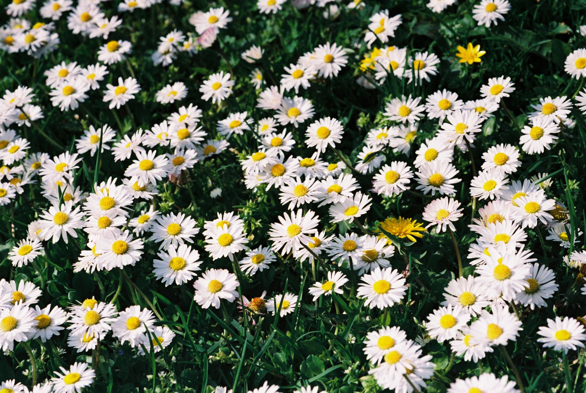 lots of white daisies on a field