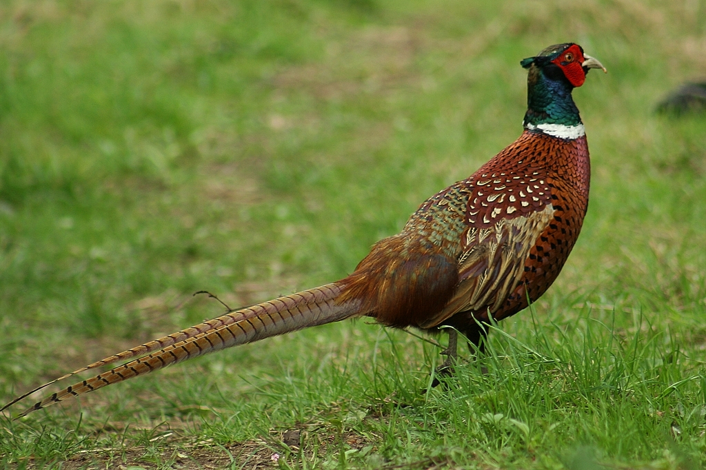 a pheasant standing on grass looking for food