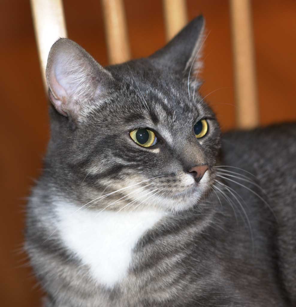 the grey and white cat is looking over his shoulder