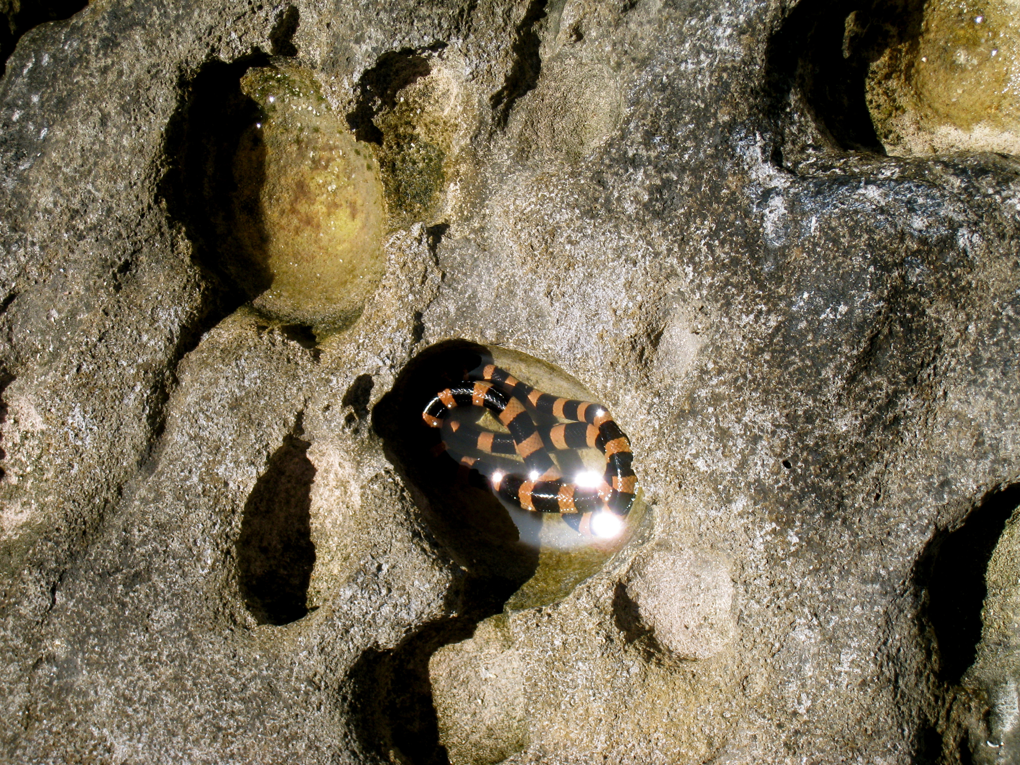 a large beetle that is on the rocks