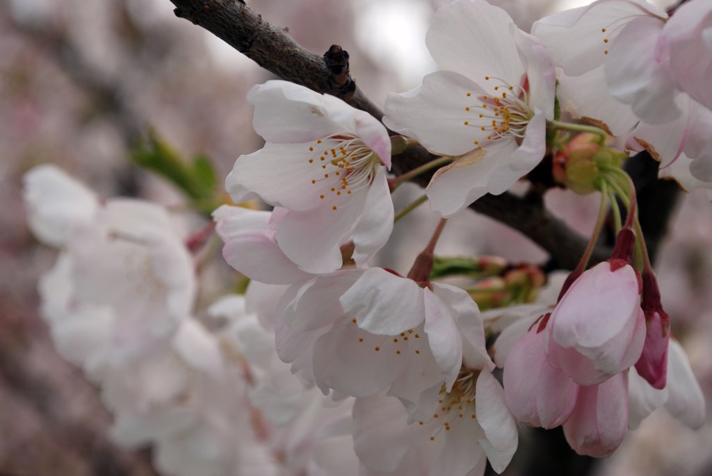 the tree has many pink blossoms in the blooming