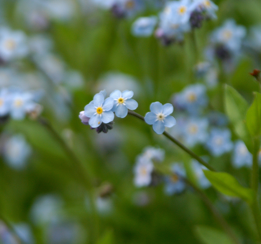 a bunch of blue flowers in a field