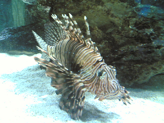 a lionfish is swimming in a aquarium