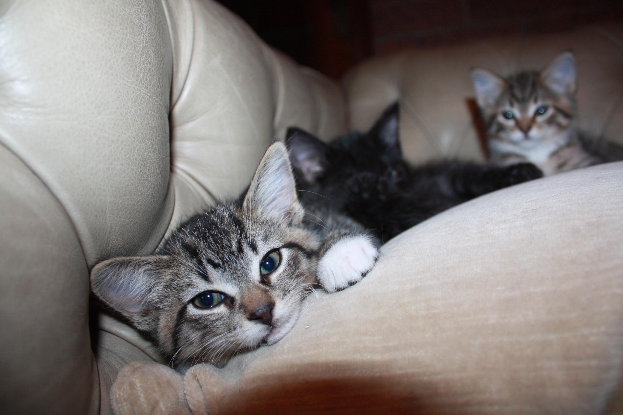 two cats cuddling together and playing on a couch