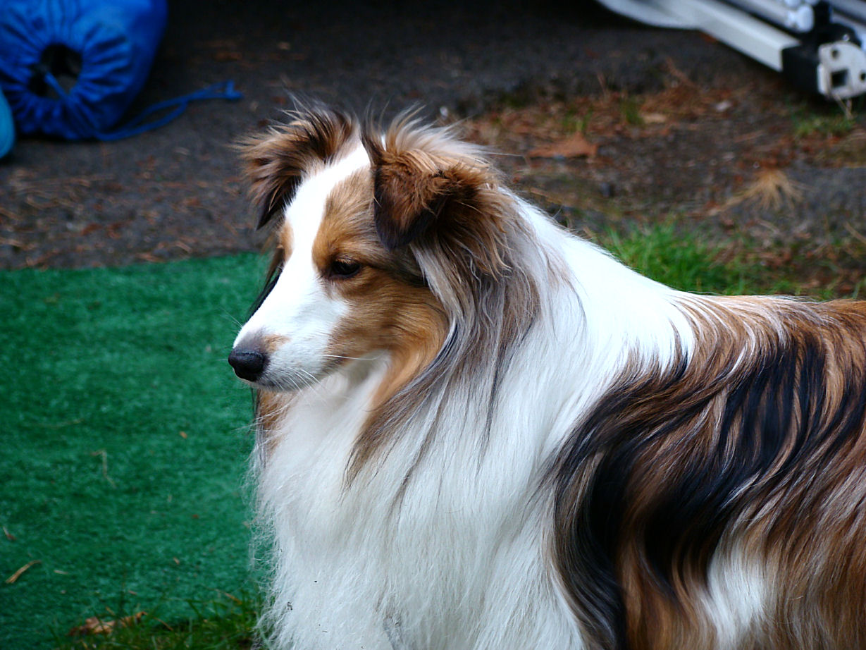 a long haired shetland sheep dog standing in grass