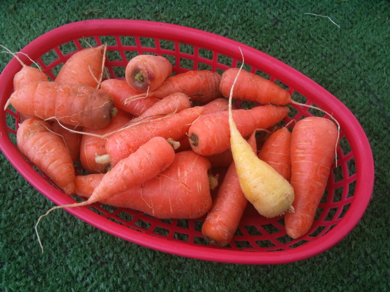 carrots, potatoes and garlic in a red basket