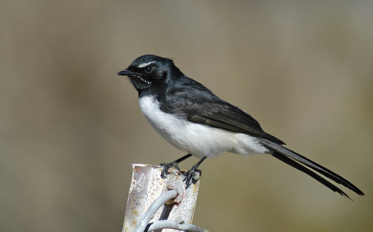 a small black and white bird sitting on a fence