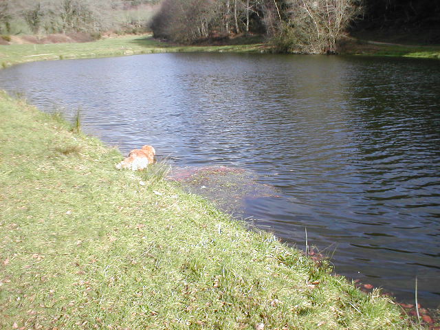 a dog is standing by the edge of a lake looking at soing