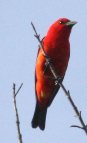 a red bird sitting on top of a tree nch