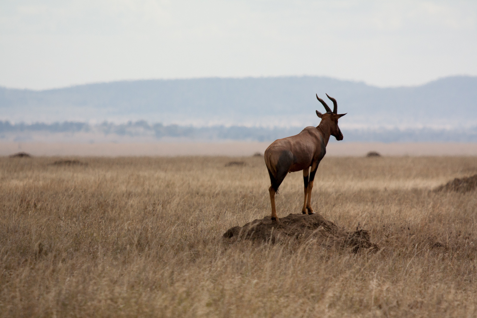 an antelope standing in the tall dry grass