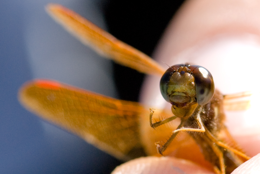 the fly sits on the person's finger while they hold in their hand