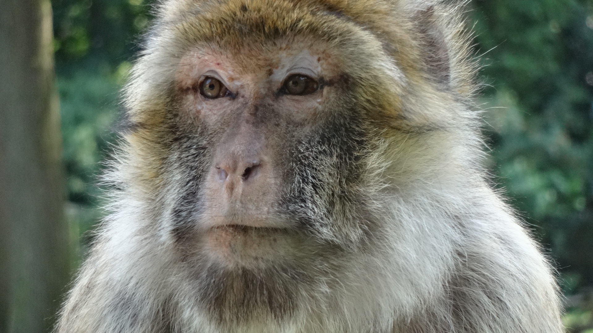 a long - haired monkey looks away from the camera