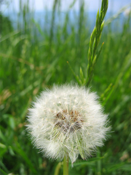 a white dandelion sitting in the middle of a green field