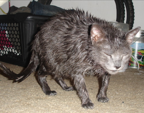 a wet kitten walking on carpet next to trash cans
